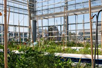 Plants in a greenhouse with plants

AI-generated content may be incorrect.